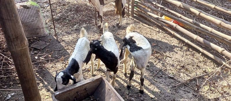 Desi Goat Cross Bakri For Sell with 3 Babys 16