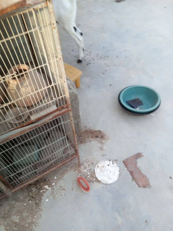 cage for sale 3