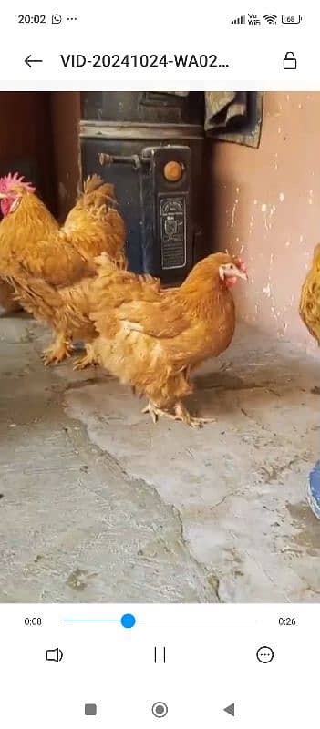 Chicks available buff and heera 3