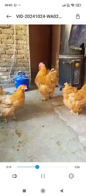 Chicks available buff and heera 4