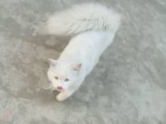 Persian white male cat with odd eyes active ,healthy and vaccinated