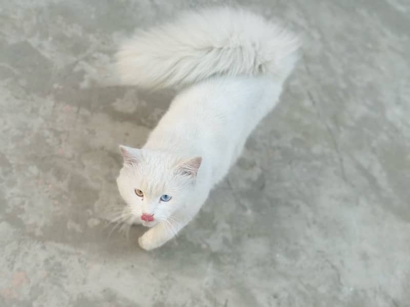 Persian white male cat with odd eyes active ,healthy and vaccinated 0