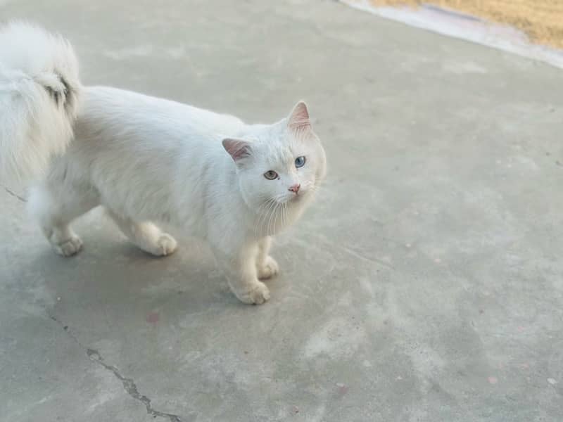 Persian white male cat with odd eyes active ,healthy and vaccinated 1