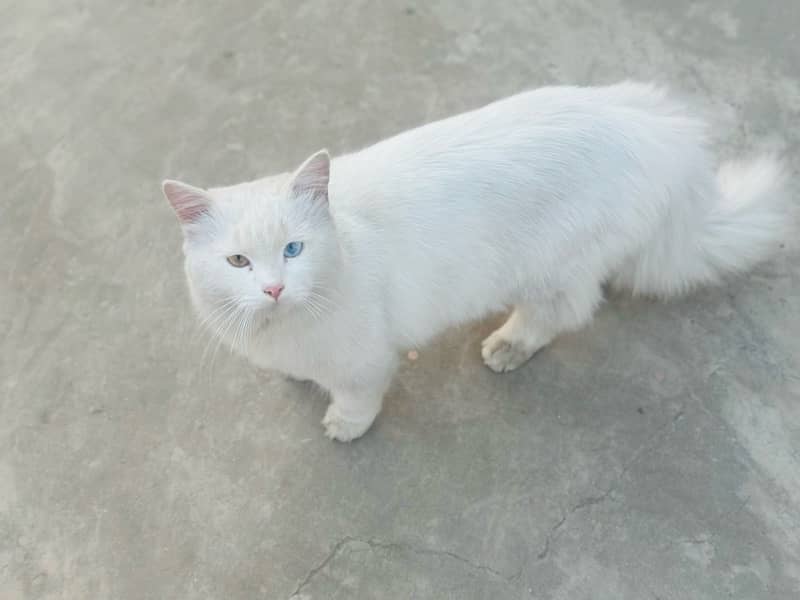 Persian white male cat with odd eyes active ,healthy and vaccinated 3