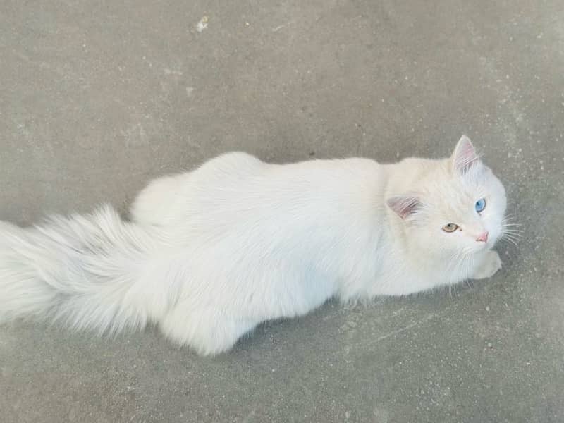 Persian white male cat with odd eyes active ,healthy and vaccinated 4