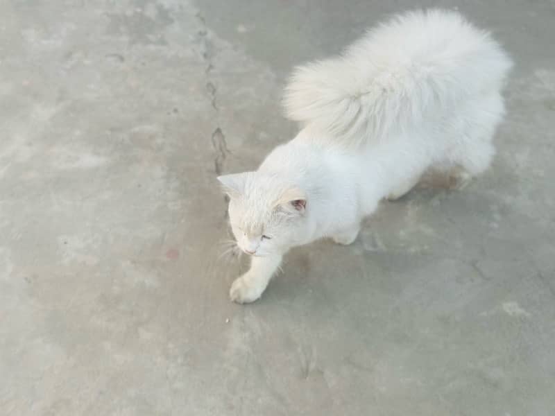 Persian white male cat with odd eyes active ,healthy and vaccinated 5