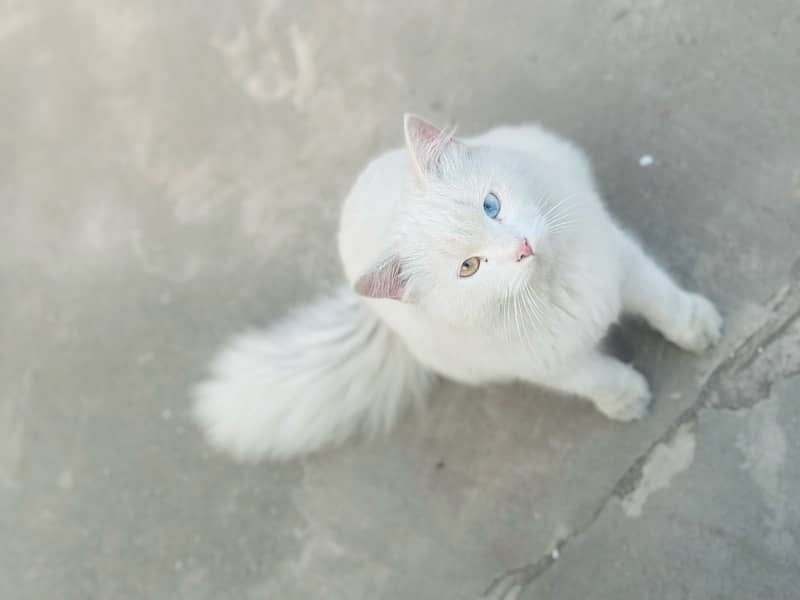 Persian white male cat with odd eyes active ,healthy and vaccinated 6