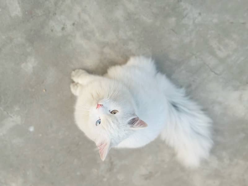 Persian white male cat with odd eyes active ,healthy and vaccinated 7