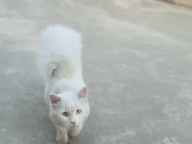 Persian white male cat with odd eyes active ,healthy and vaccinated 8