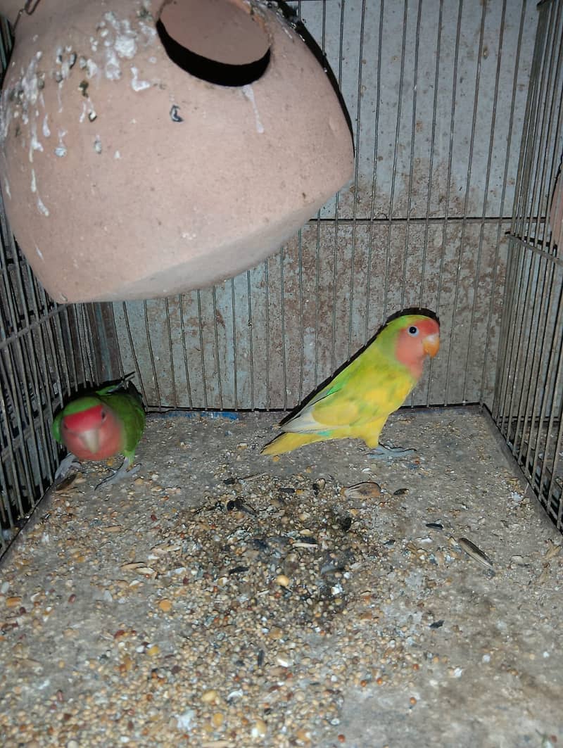 green parrots / love birds / australian parrots / all kind of birds 8