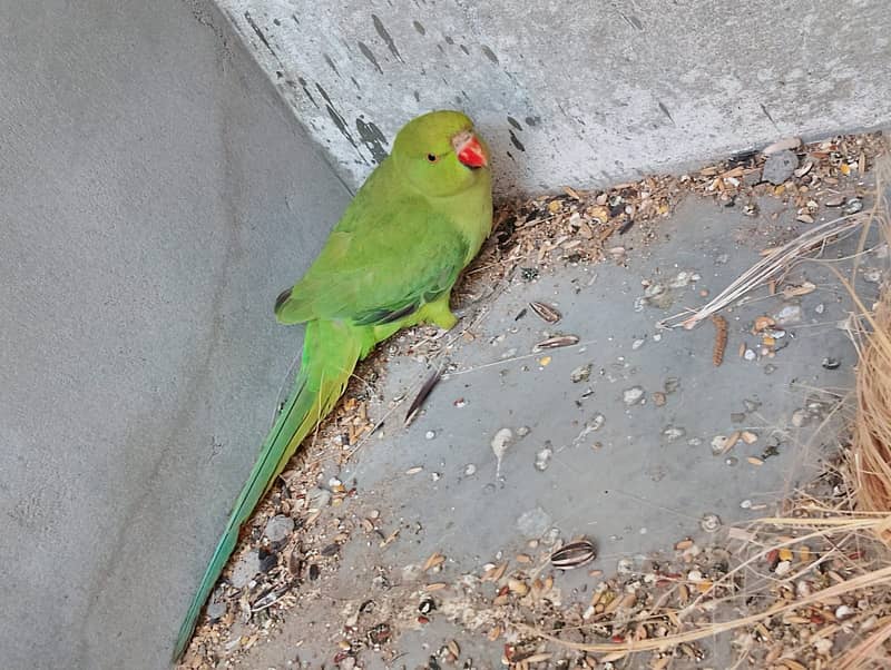 green parrots / love birds / australian parrots / all kind of birds 9