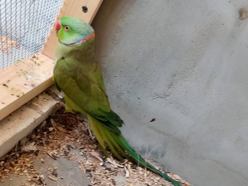 green parrots / love birds / australian parrots / all kind of birds 11