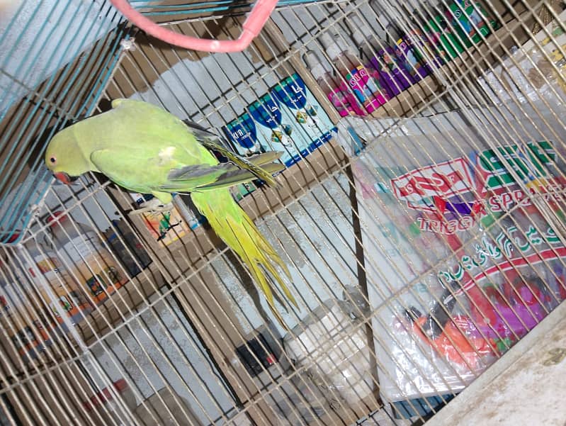 green parrots / love birds / australian parrots / all kind of birds 12