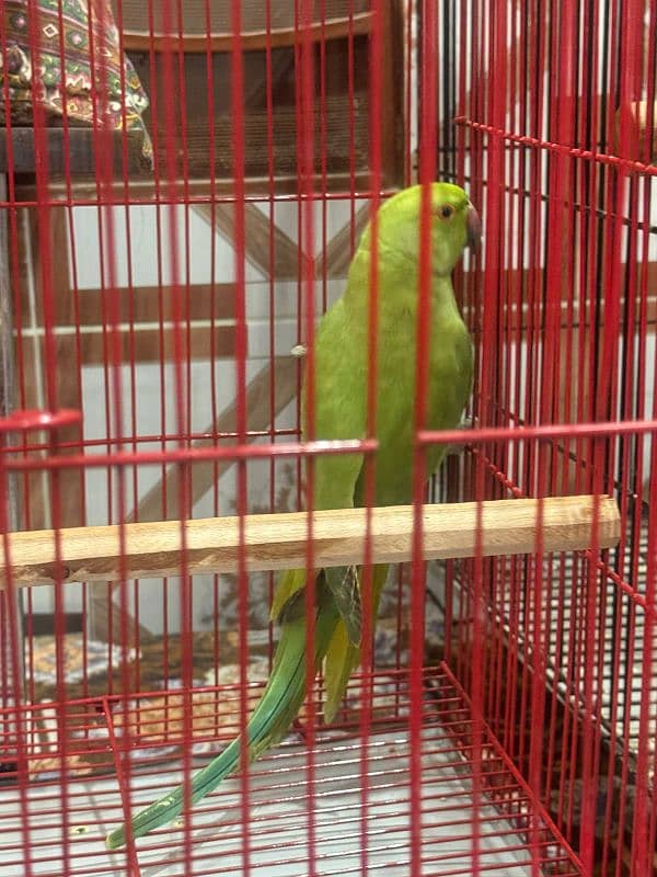 Parrot for Sale With new Cage 0