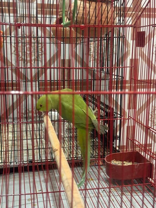 Parrot for Sale With new Cage 1