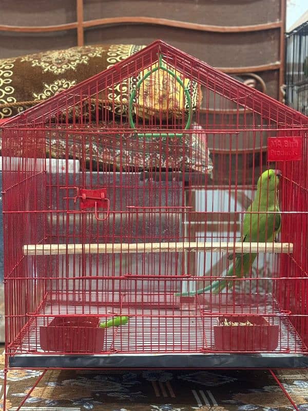 Parrot for Sale With new Cage 2