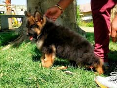 German Shepherd Puppy | Dog for sale | GSD | 03321718405