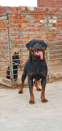 Rottweiler Breeder Female (very Friendly)