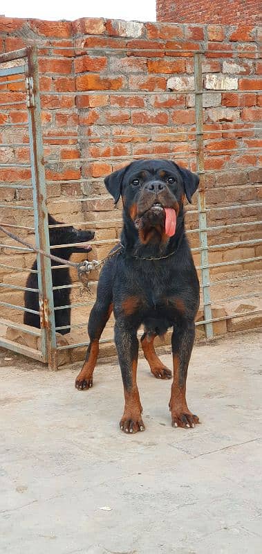 Rottweiler Breeder Female (very Friendly) 1