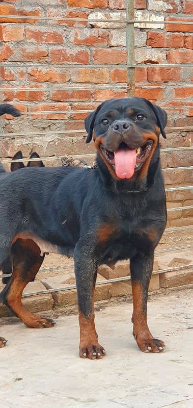 Rottweiler Breeder Female (very Friendly) 2