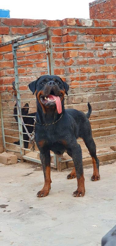 Rottweiler Breeder Female (very Friendly) 3