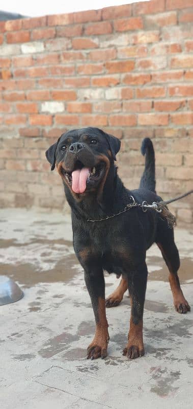 Rottweiler Breeder Female (very Friendly) 4