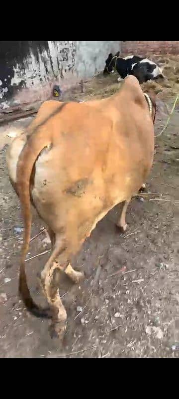 Jersy cross cow for sale 1