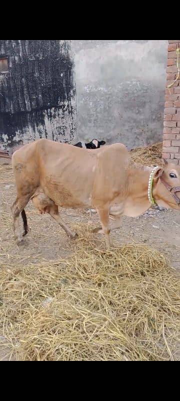 Jersy cross cow for sale 2