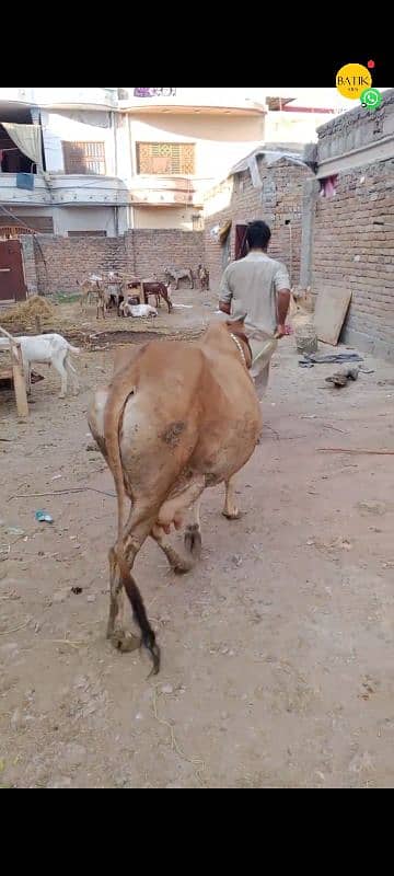 Jersy cross cow for sale 3