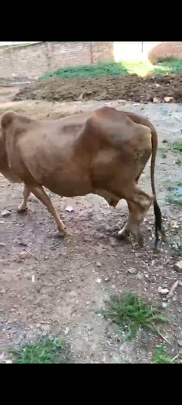 Jersy cross cow for sale 4