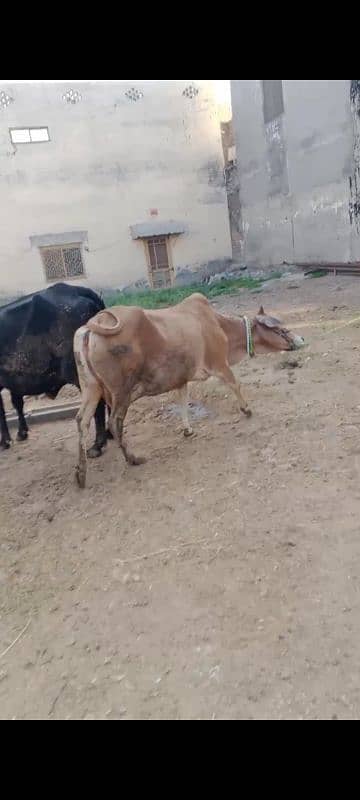 Jersy cross cow for sale 5