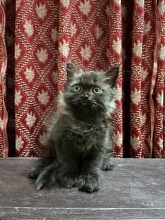 Persian kitten Very Beautiful 03439277208  My WhatsApp No