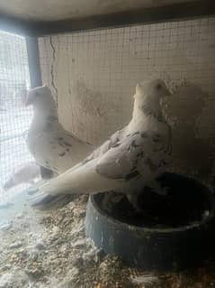 pair of pigeons are for sale