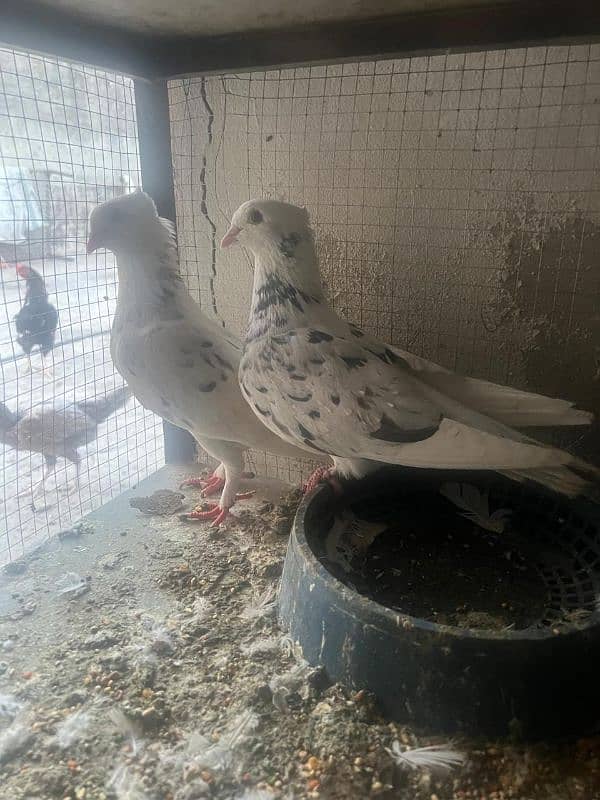 pair of pigeons are for sale 1