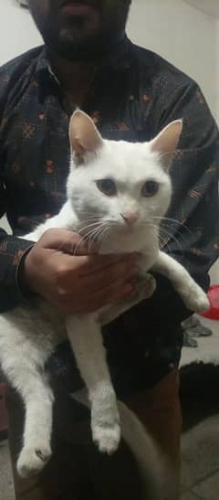 White Color Mix Breed Pet Cat for Sale