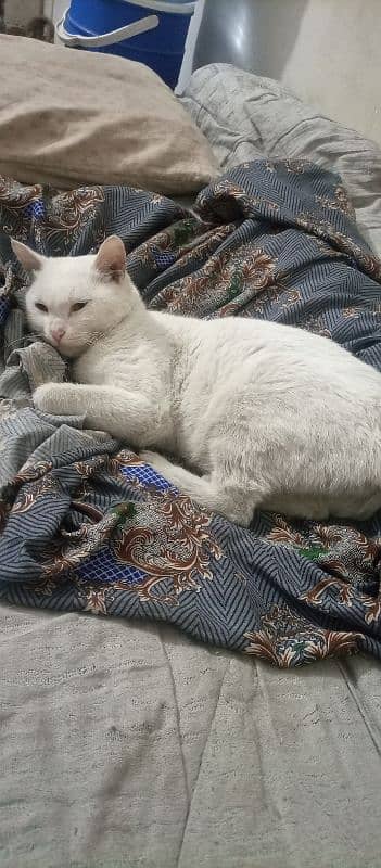 White Color Mix Breed Pet Cat for Sale 2