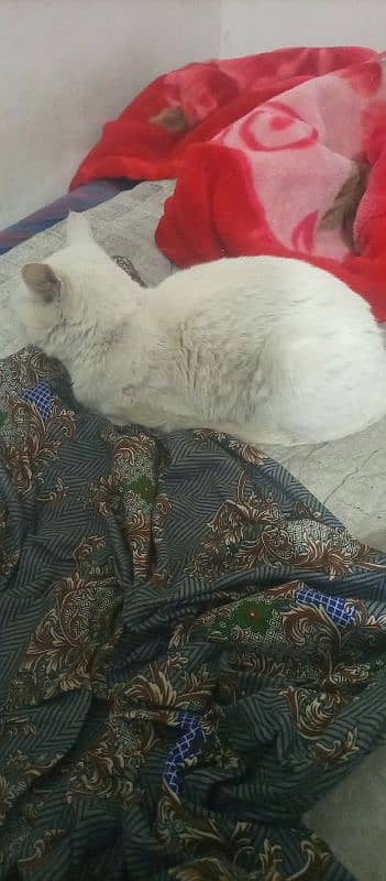 White Color Mix Breed Pet Cat for Sale 3