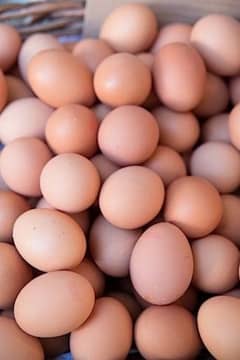 Misri | Hens egg | Desi Eggs | fertile egg | andy