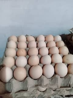 Golden misri Fresh egg avalible per dozen = 400