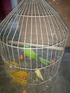 Green Ringneck