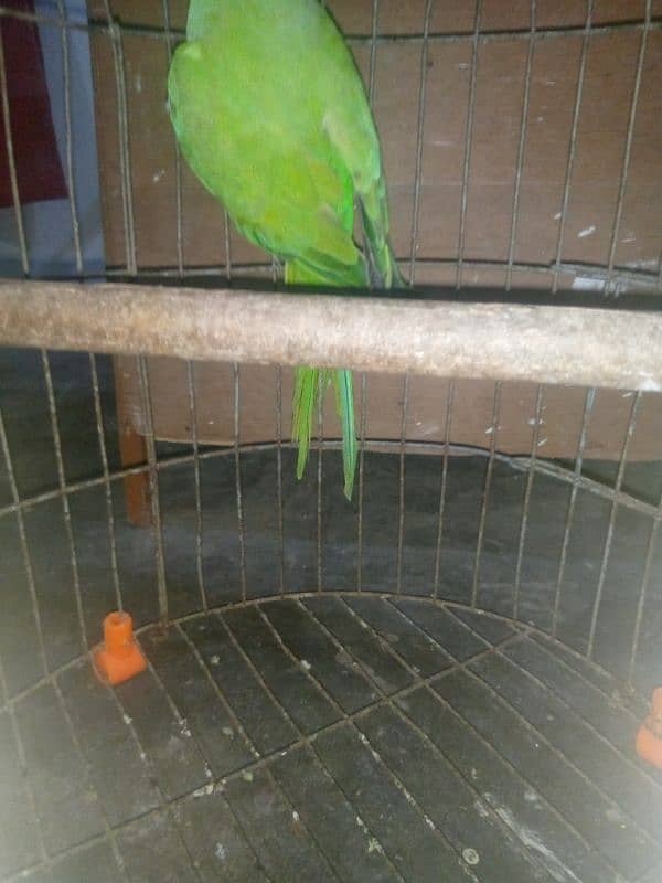 Green Ringneck 1