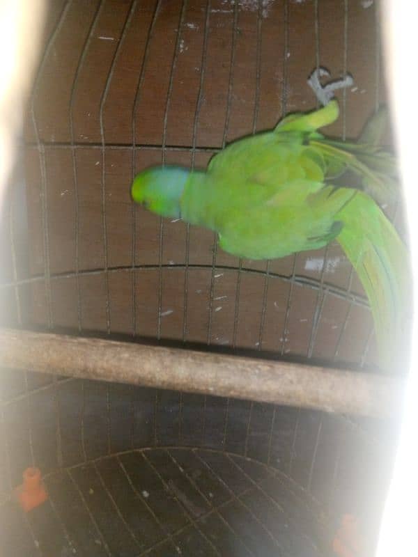 Green Ringneck 2