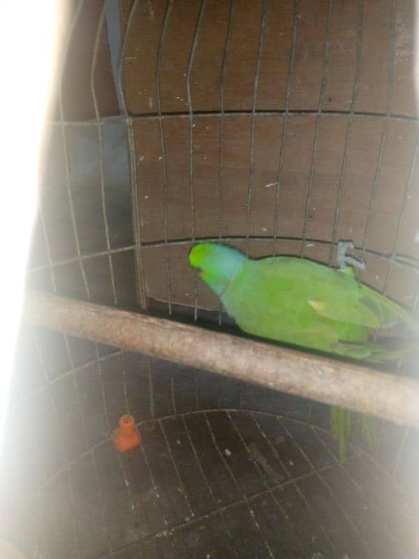 Green Ringneck 3