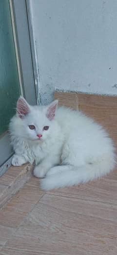 Persian kitten available for sake 03439277208 WhatsApp no