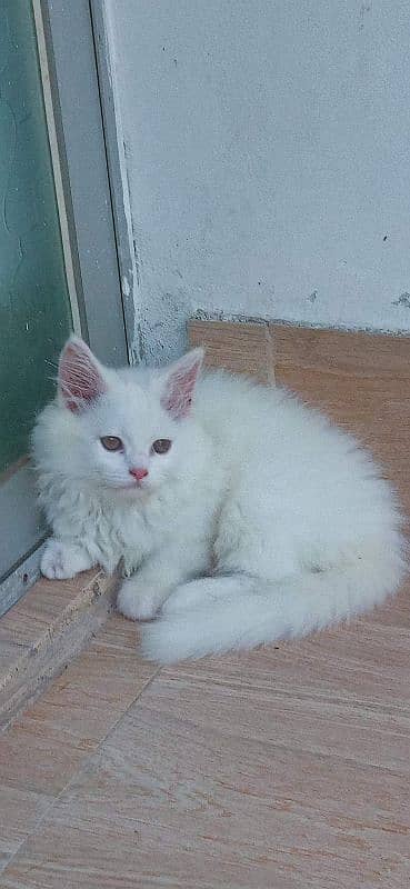 Persian kitten available for sake 03439277208 WhatsApp no 0