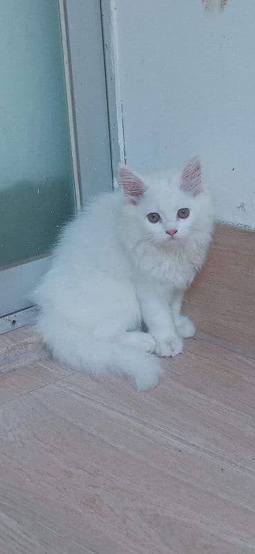 Persian kitten available for sale 03439277208 WhatsApp Number 0