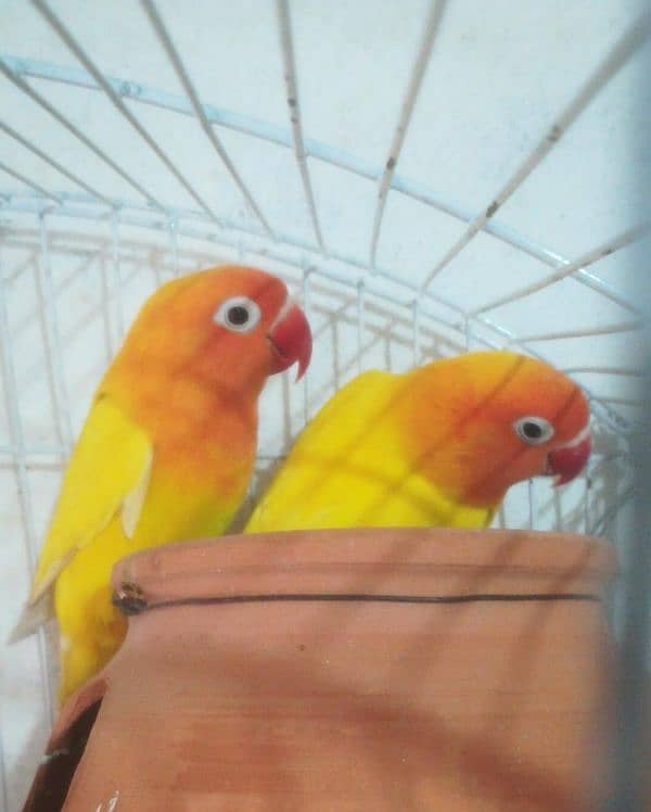 Love bird 0