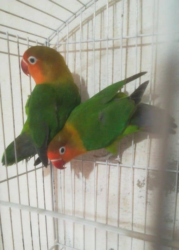 Love bird 2