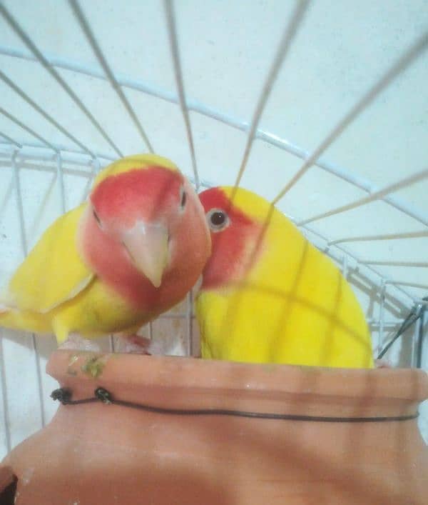 Love bird 3