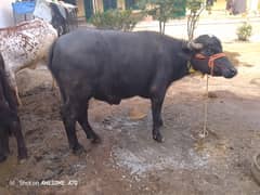 Good quality Bull ,Male Baffalo